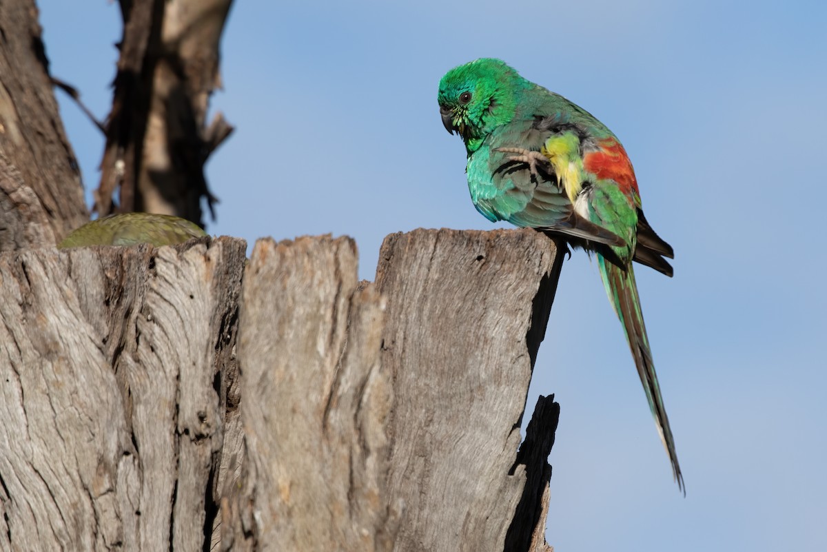 Red-rumped Parrot - ML552269801