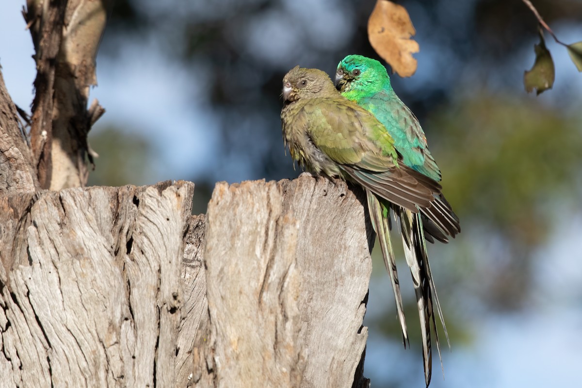 Red-rumped Parrot - ML552269811