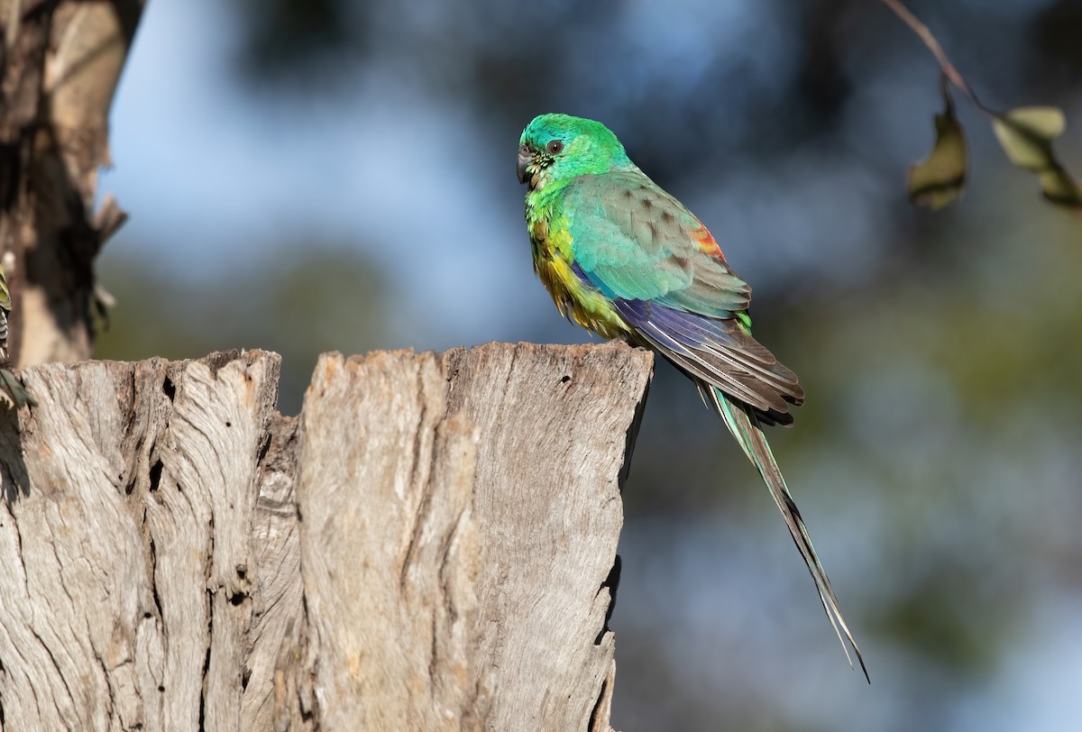 Red-rumped Parrot - ML552269821