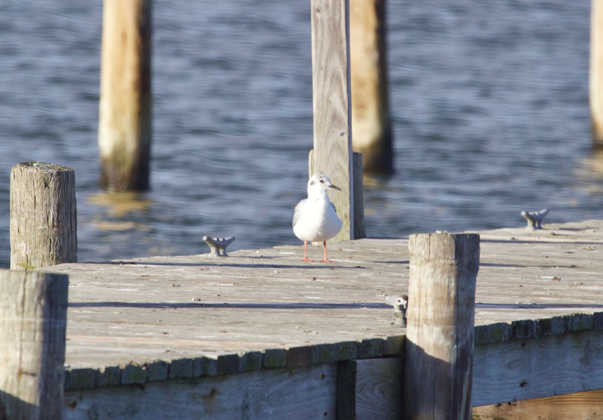 Bonaparte's Gull - ML552269851