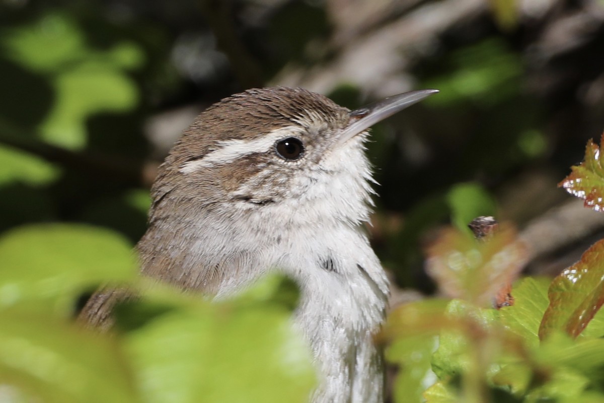 Bewick's Wren - ML552271321