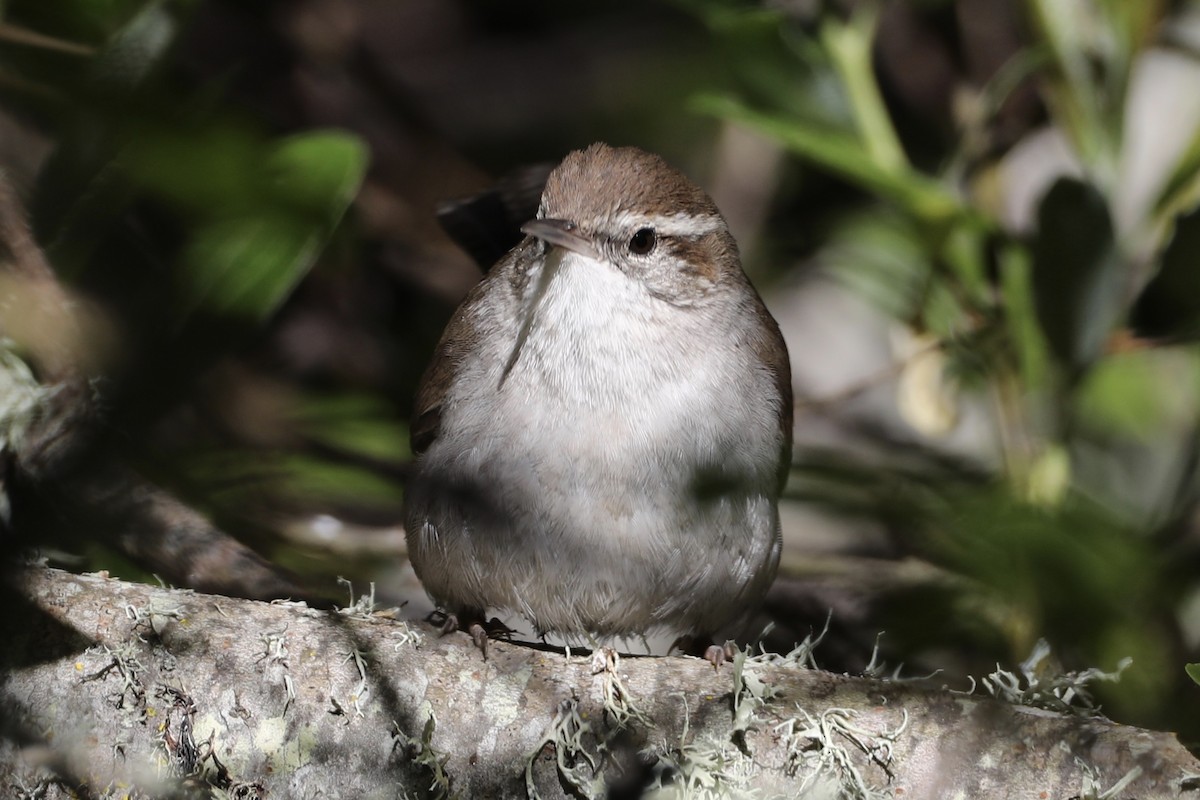 Bewick's Wren - ML552271341