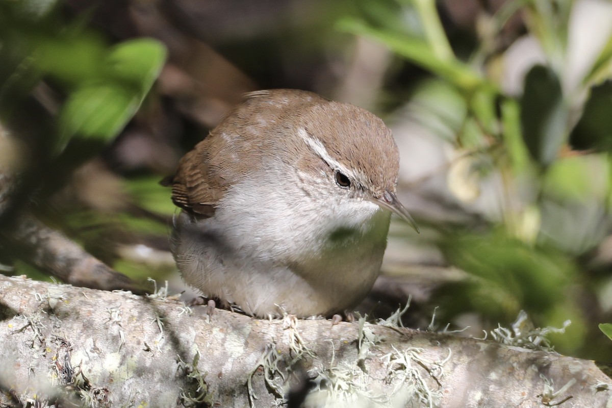 Bewick's Wren - ML552271351