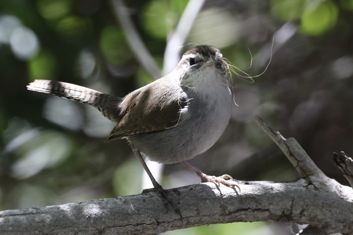 Bewick's Wren - ML552271361