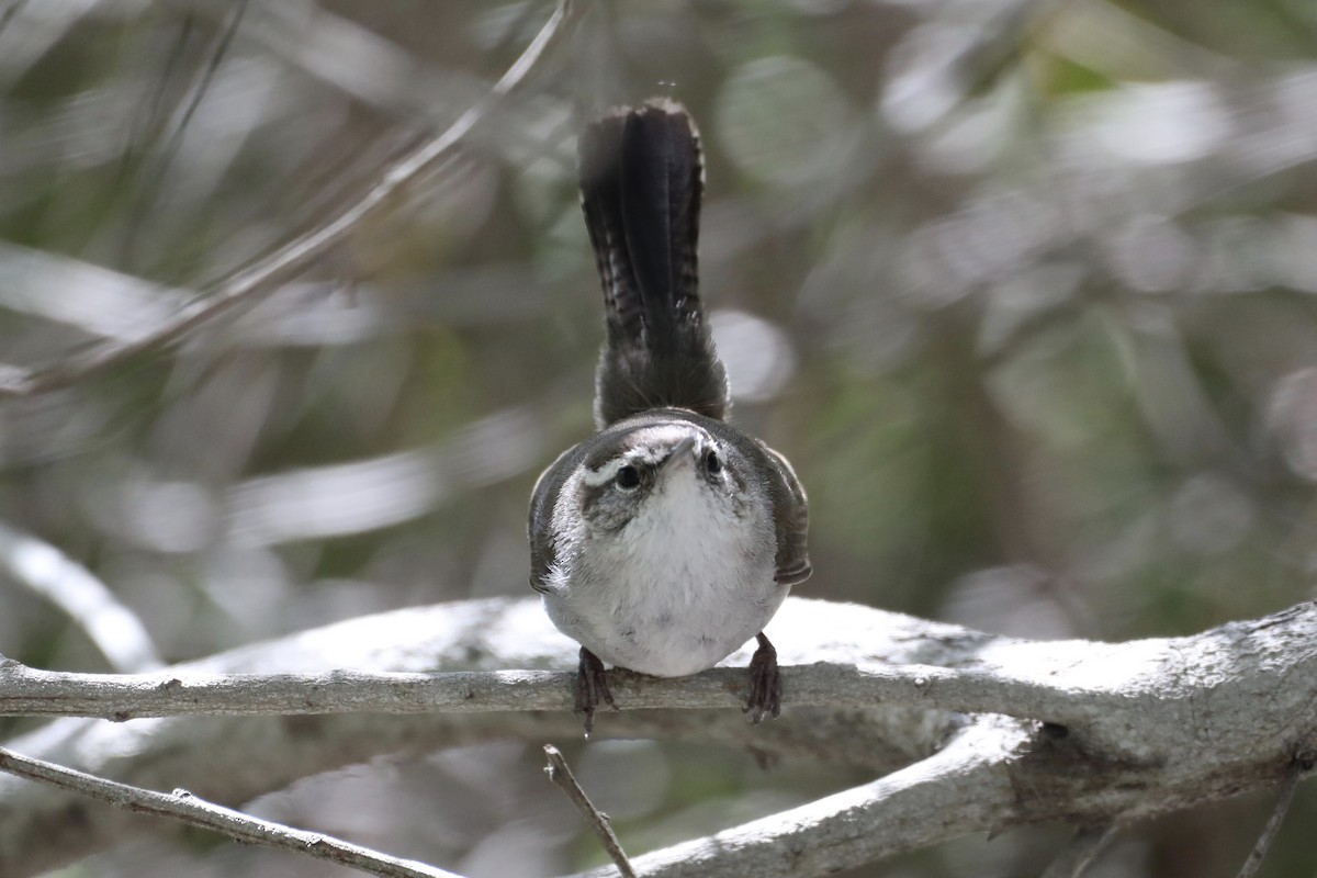 Bewick's Wren - ML552271371