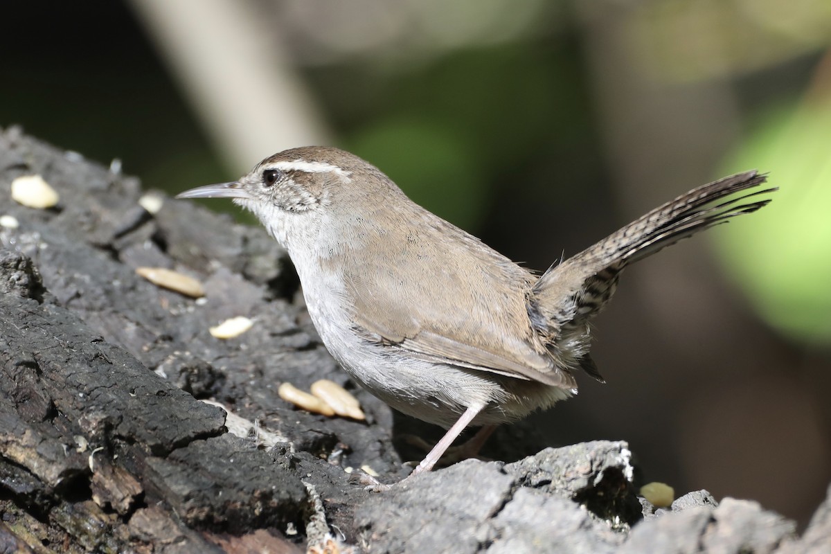 Bewick's Wren - ML552271401