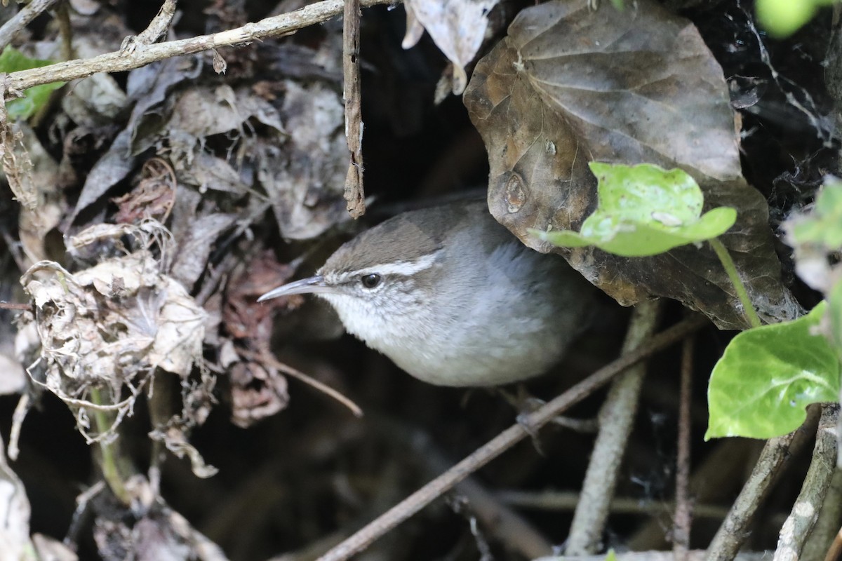 Bewick's Wren - ML552271411