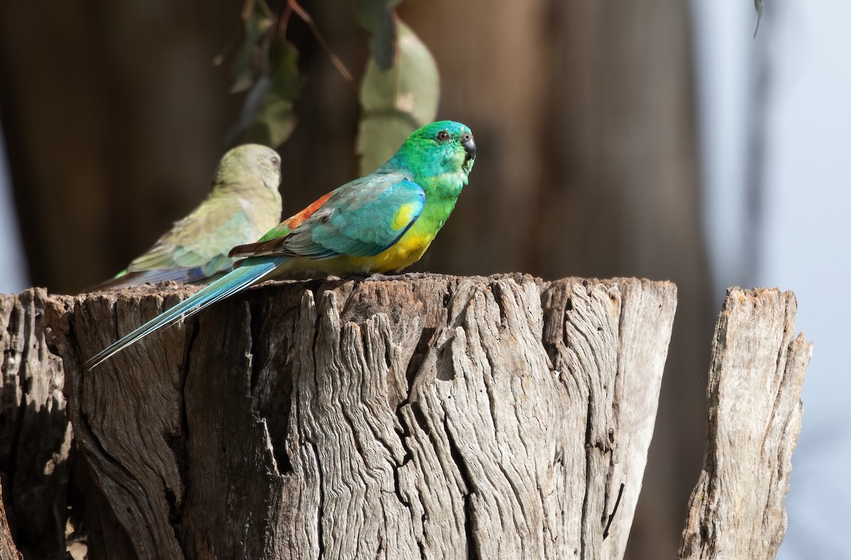 Red-rumped Parrot - ML552271611