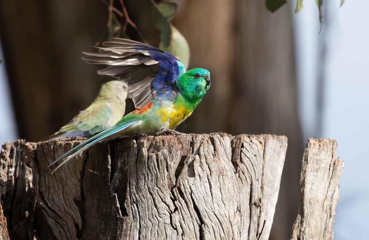 Red-rumped Parrot - ML552271621