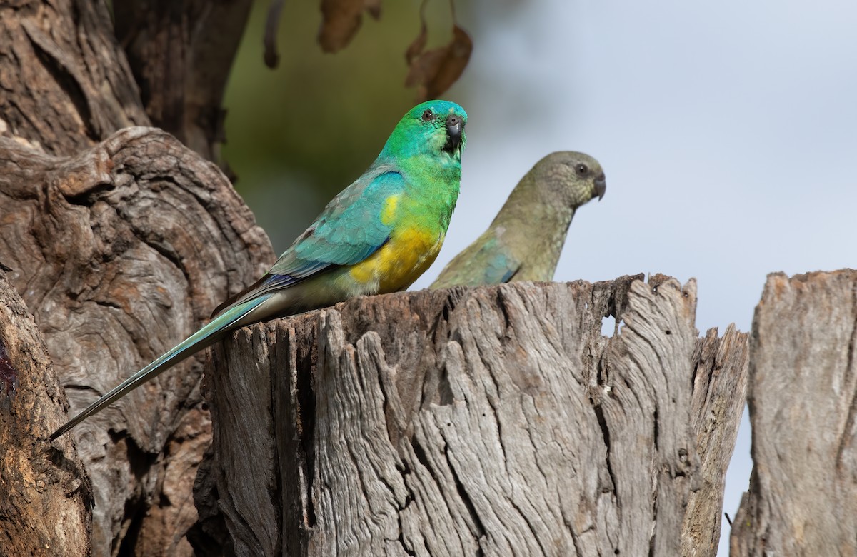Red-rumped Parrot - ML552271631