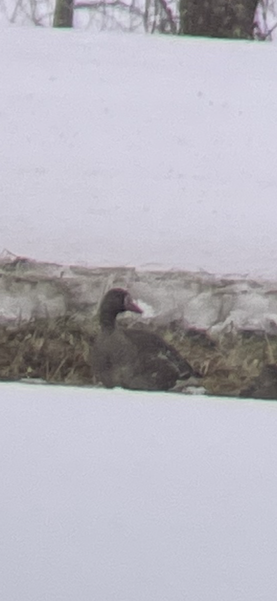 Greater White-fronted Goose - ML552272221