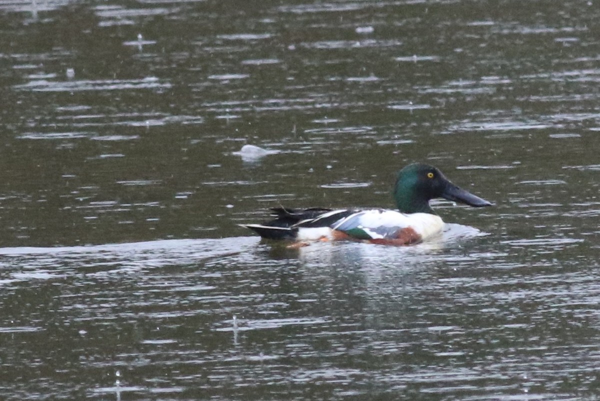 Northern Shoveler - ML55227241