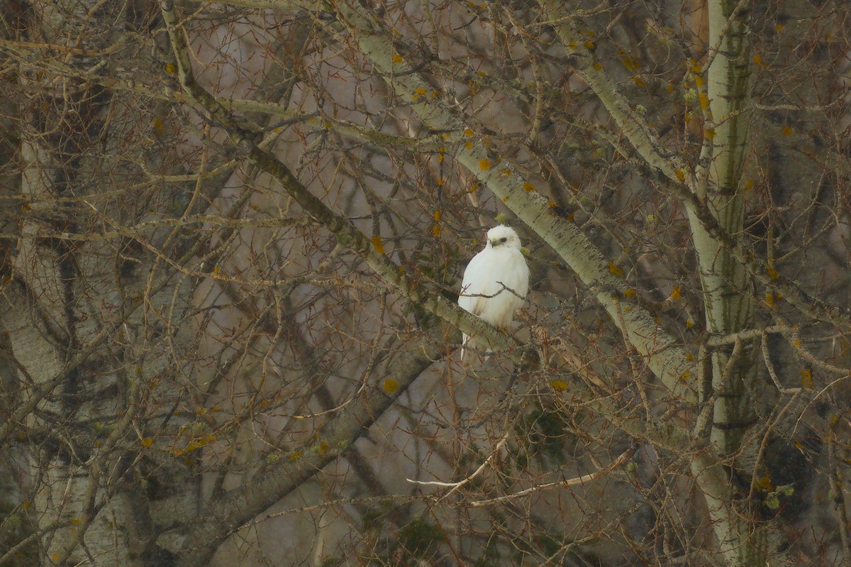 Red-tailed Hawk - ML552272471