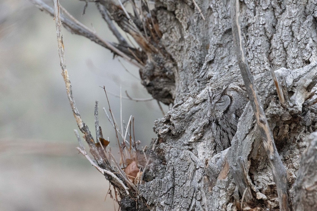 Western Screech-Owl - ML552272941