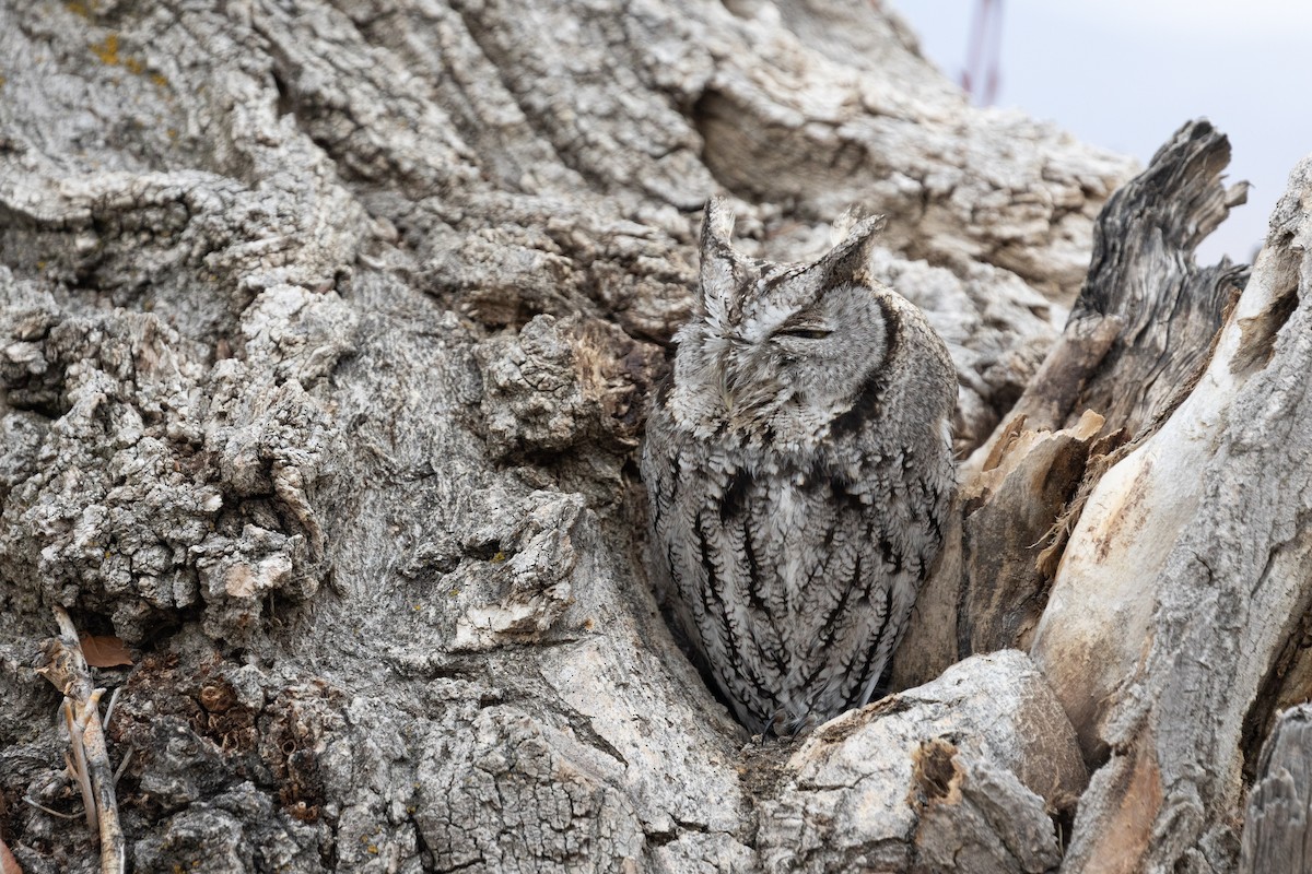 Western Screech-Owl - Evan Buck