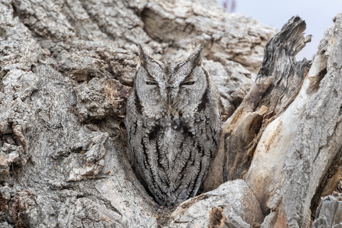 Western Screech-Owl - ML552272971