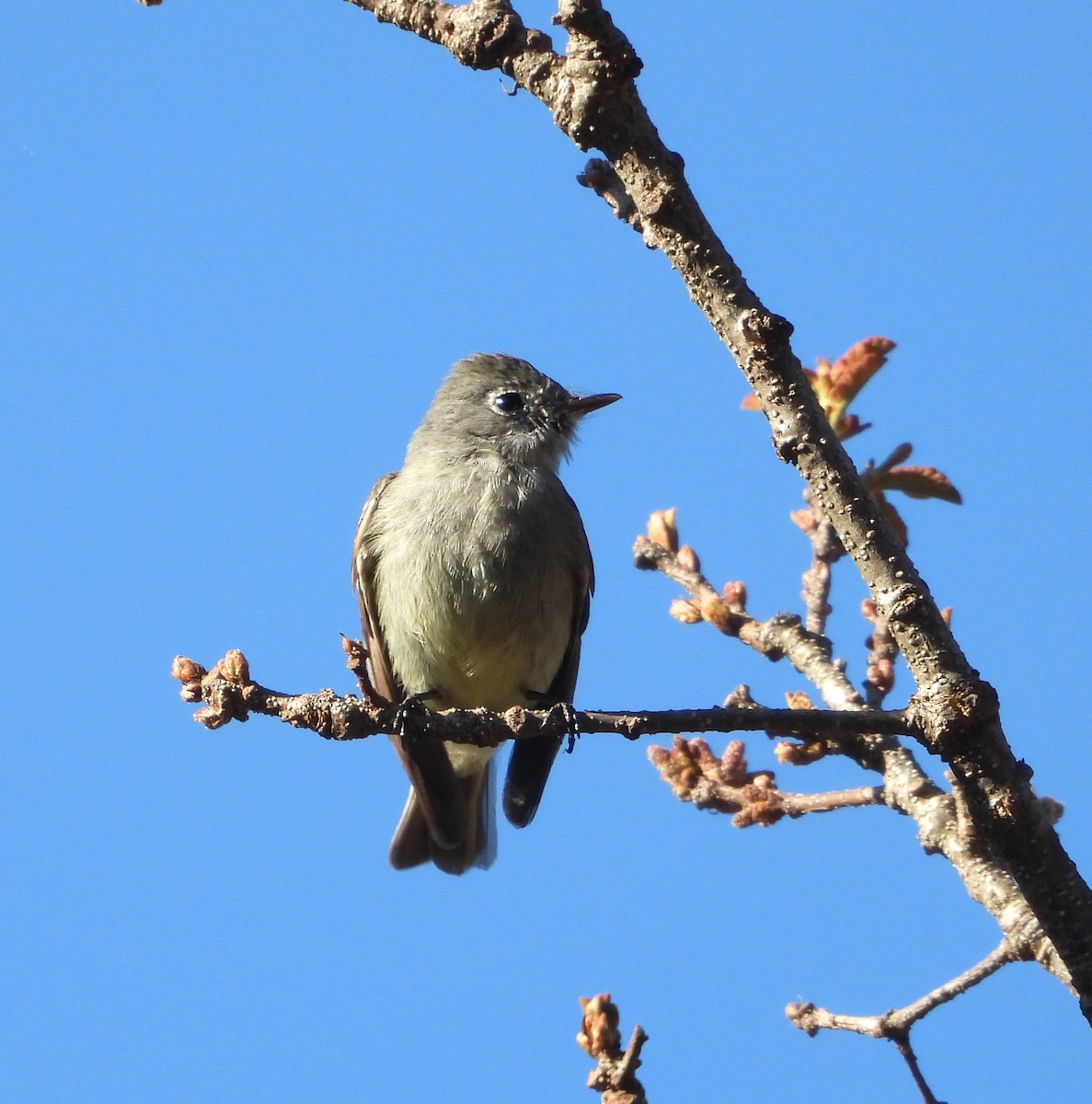 Hammond's Flycatcher - ML552275141