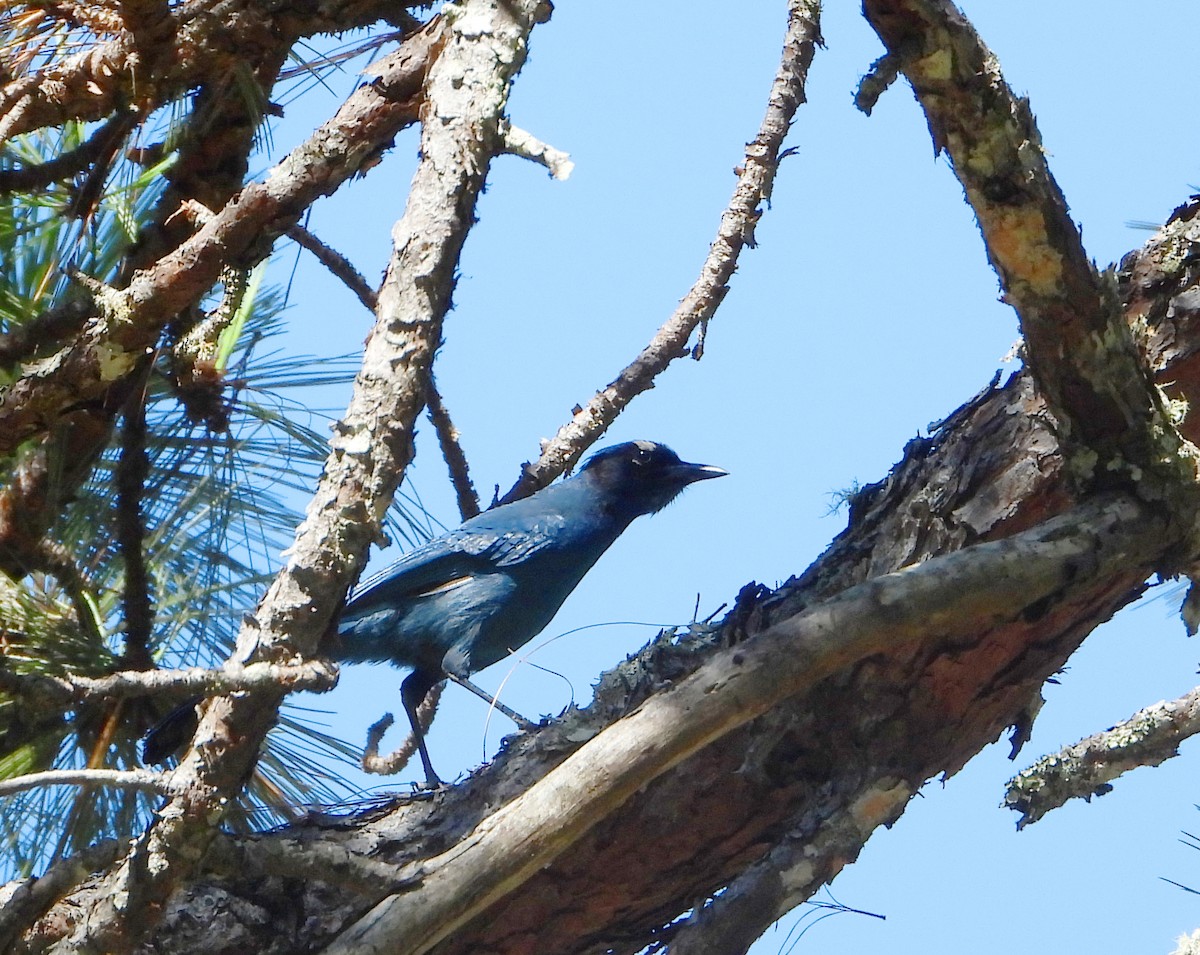 Steller's Jay (Middle American) - ML552275301