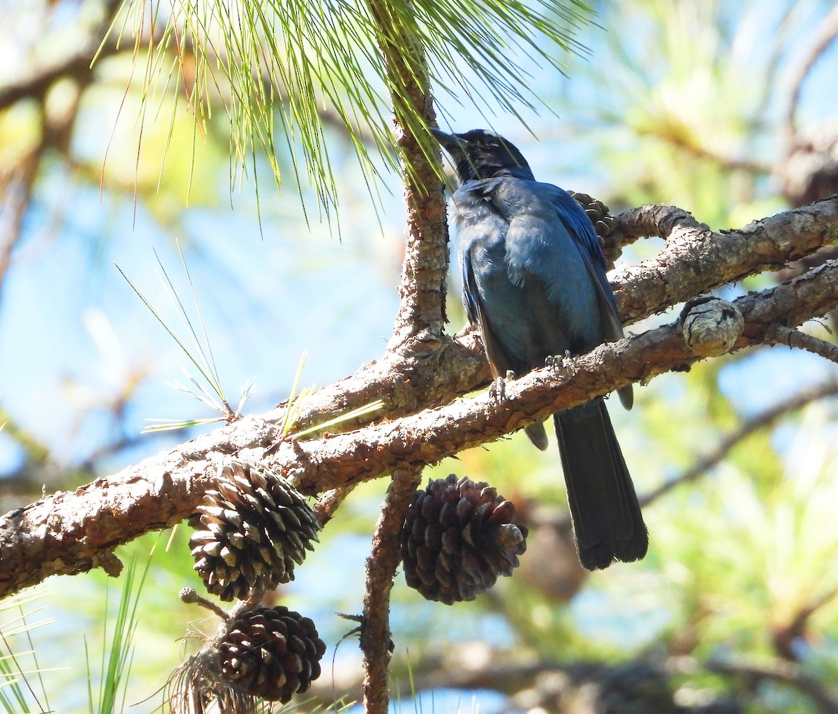 Steller's Jay (Middle American) - Isaí López