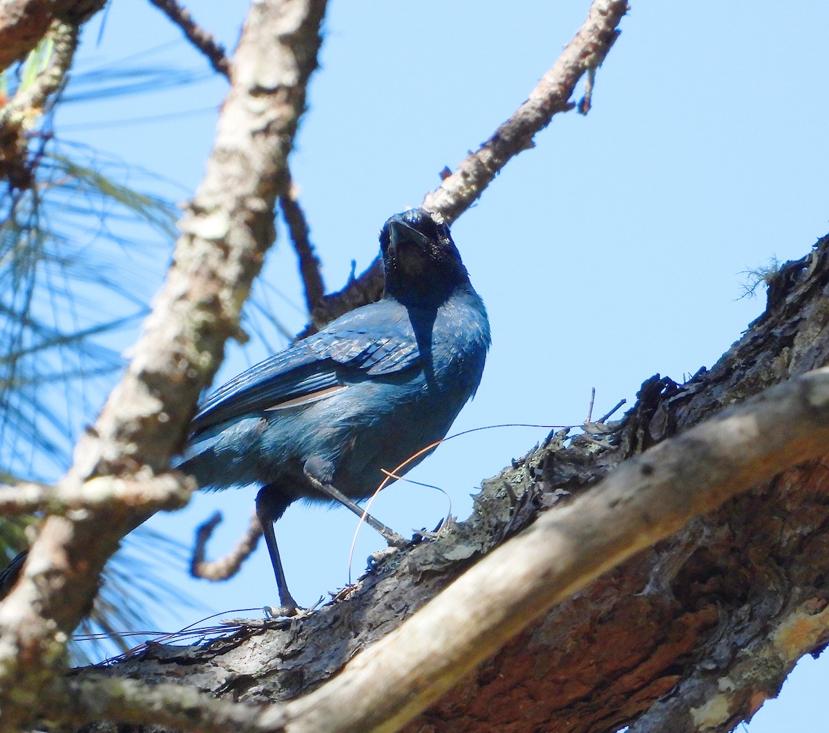 Steller's Jay (Middle American) - ML552275341