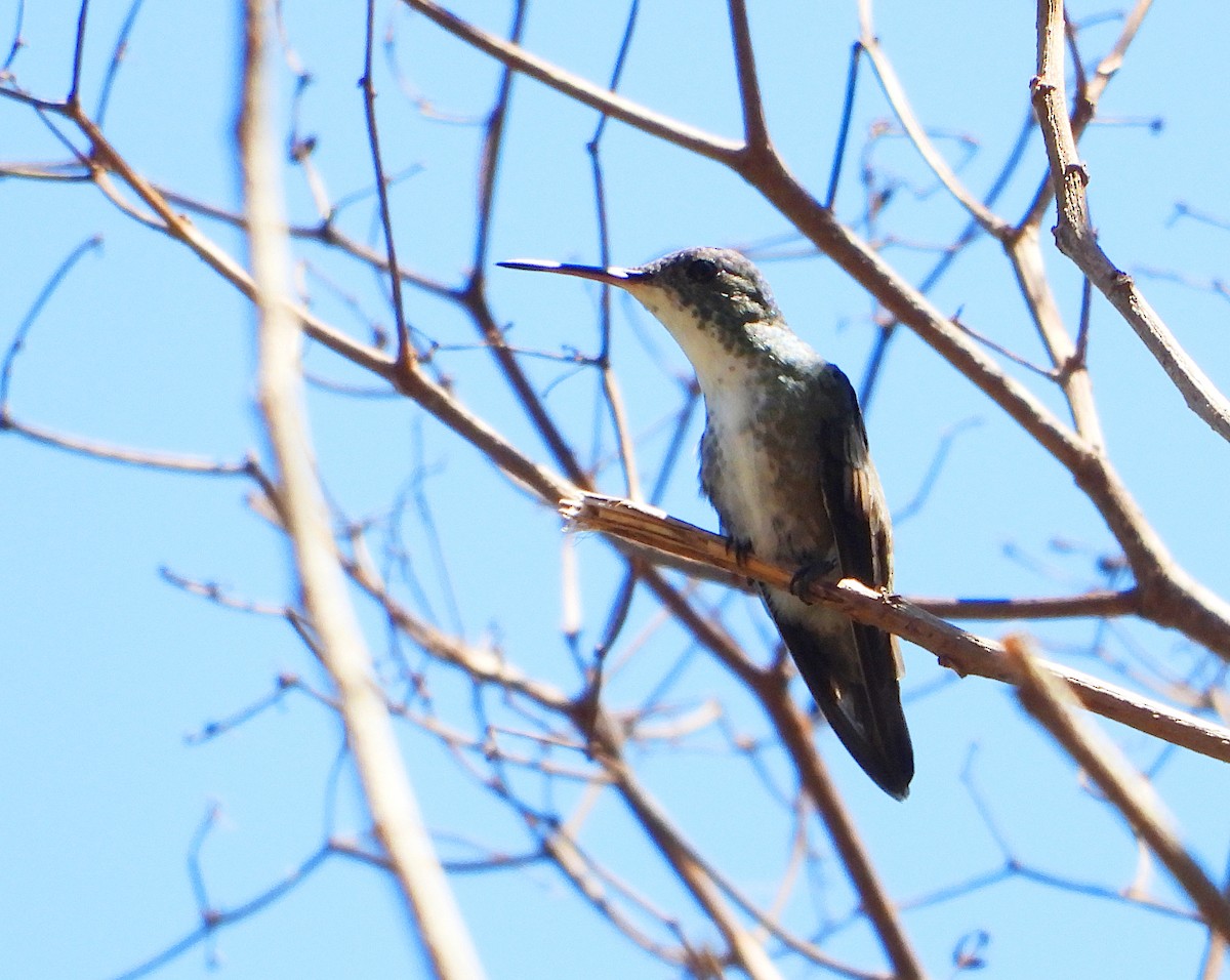 Azure-crowned Hummingbird - ML552275551