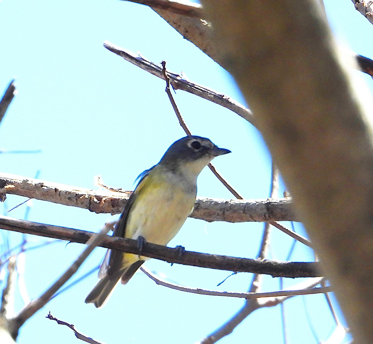 Blue-headed Vireo - ML552275661