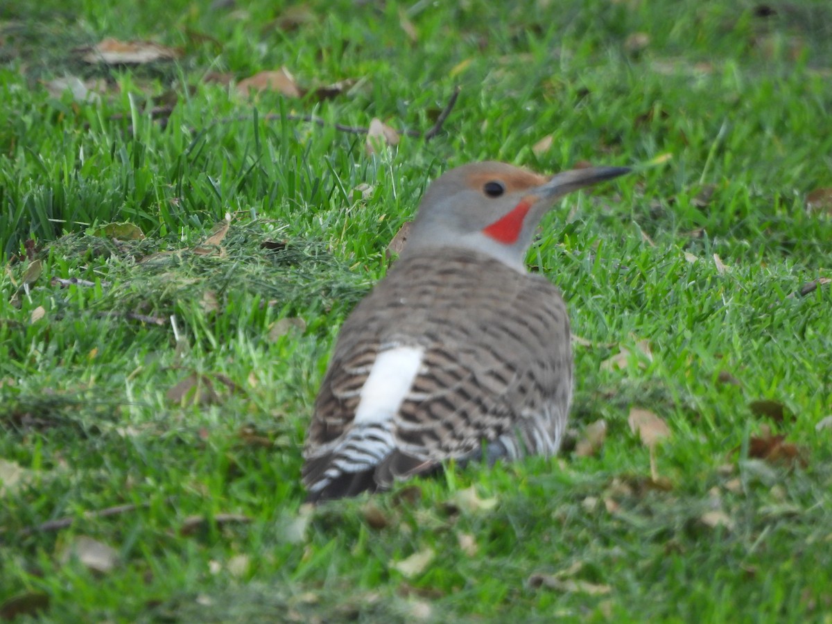 Northern Flicker - ML552277001