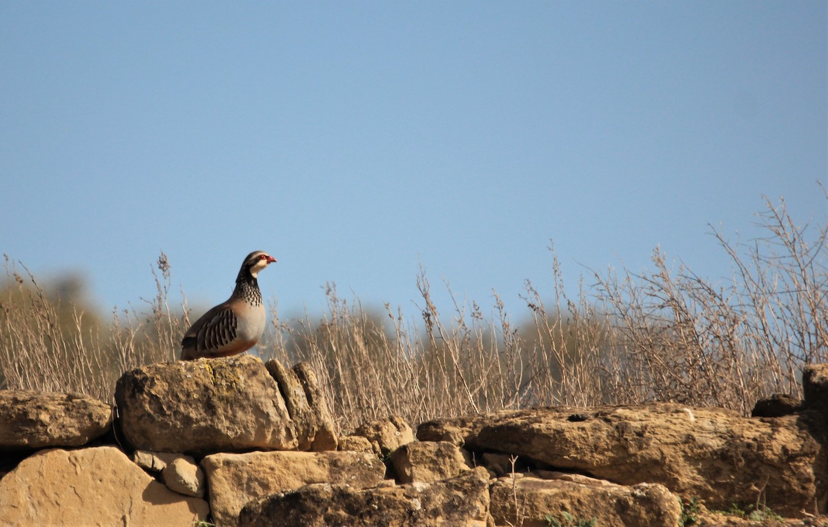 Red-legged Partridge - ML552277861