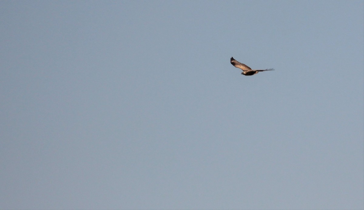 Long-legged Buzzard (Northern) - ML552277921