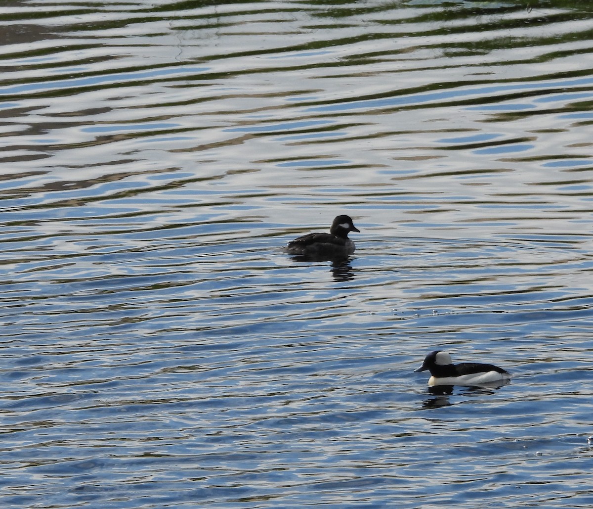 Bufflehead - ML552278061