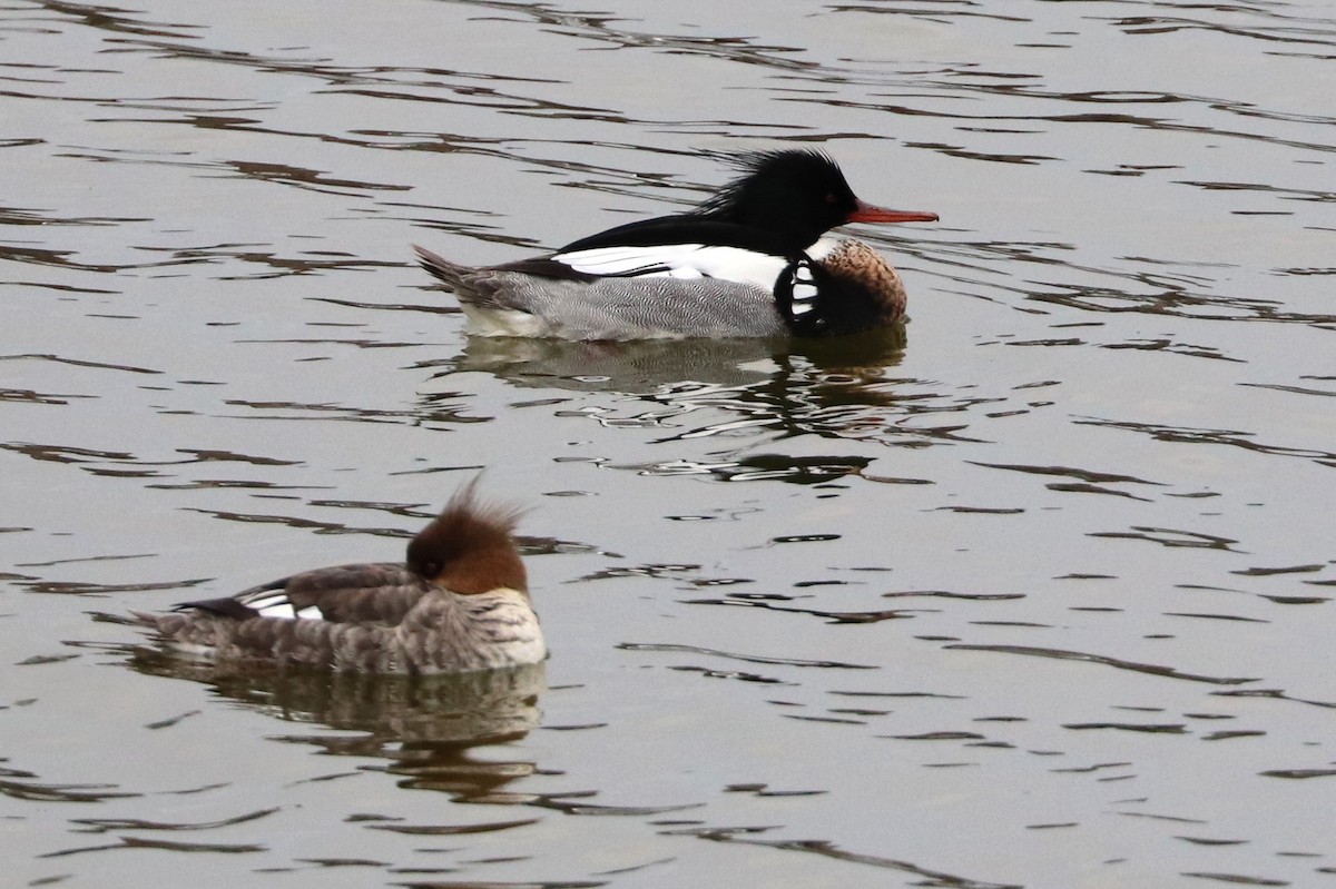 Red-breasted Merganser - ML552278361