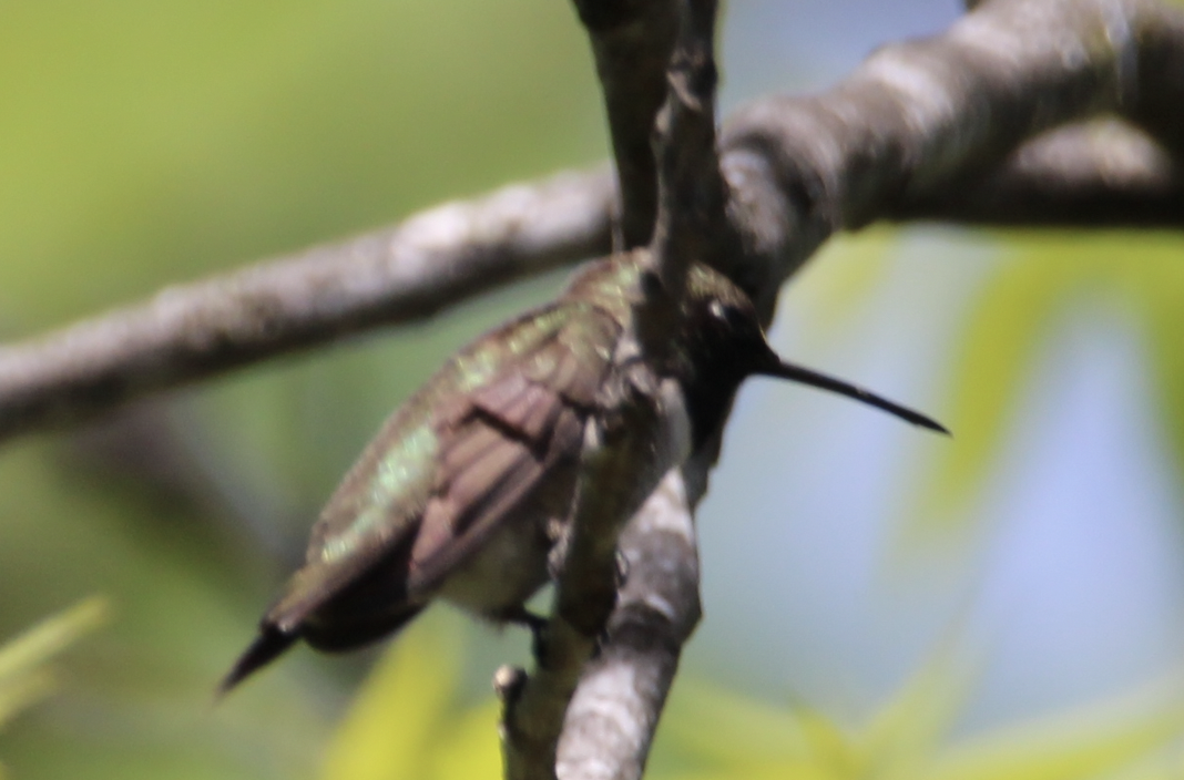 Colibrí Gorjirrubí - ML552279201