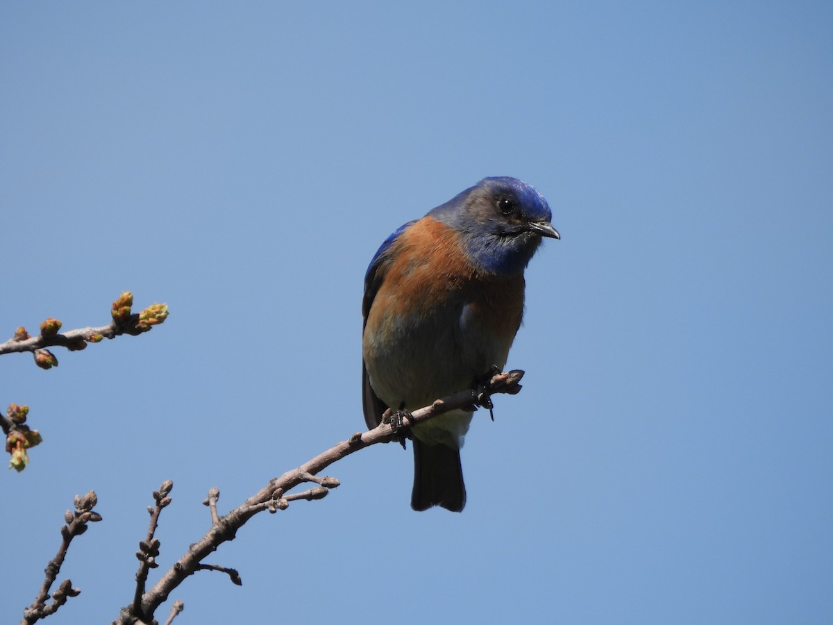 Western Bluebird - ML552280481