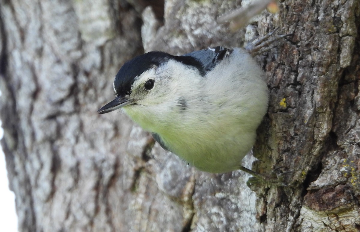 White-breasted Nuthatch - ML552280951