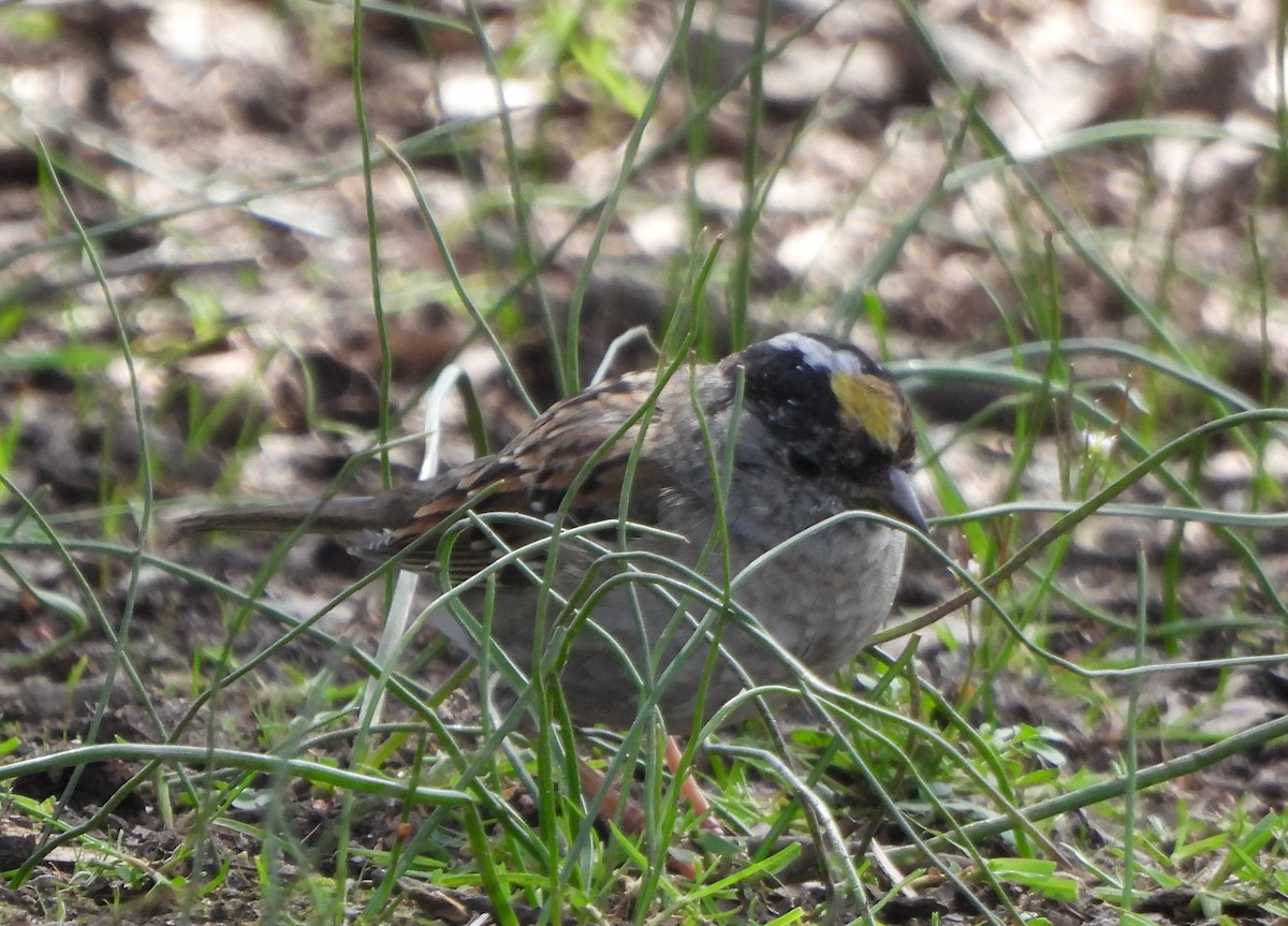 Golden-crowned Sparrow - ML552281521