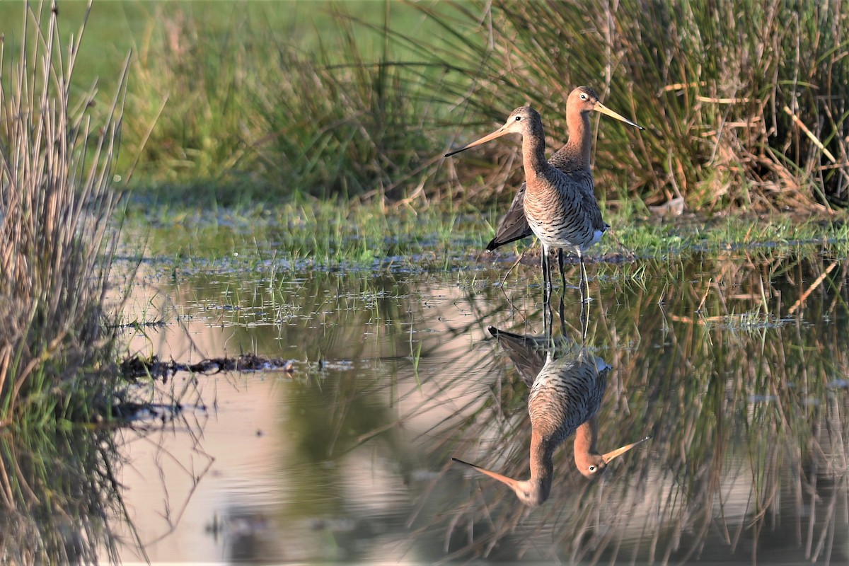 Black-tailed Godwit - Haldun Savaş