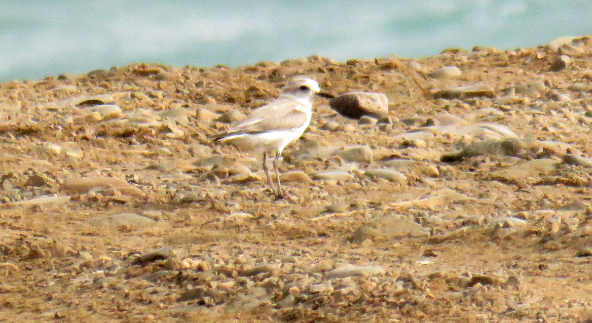 Kentish Plover - ML55228401