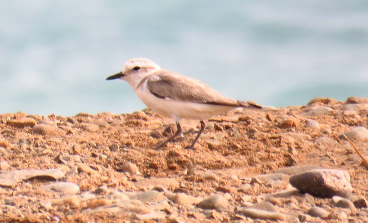 Kentish Plover - ML55228411