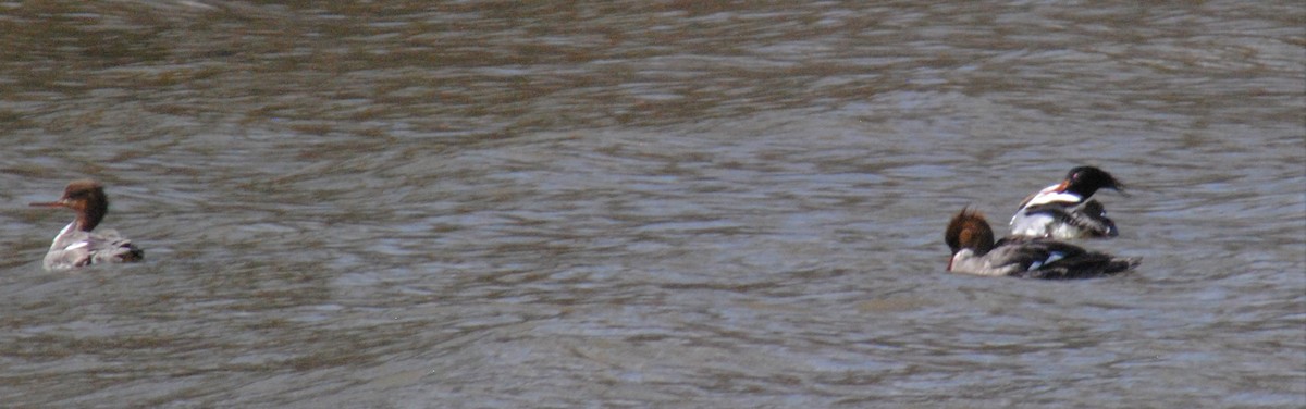 Red-breasted Merganser - ML552284121