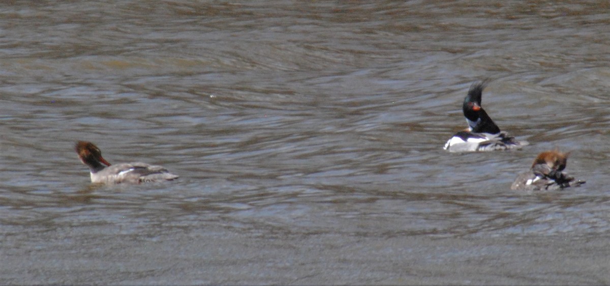 Red-breasted Merganser - ML552284381