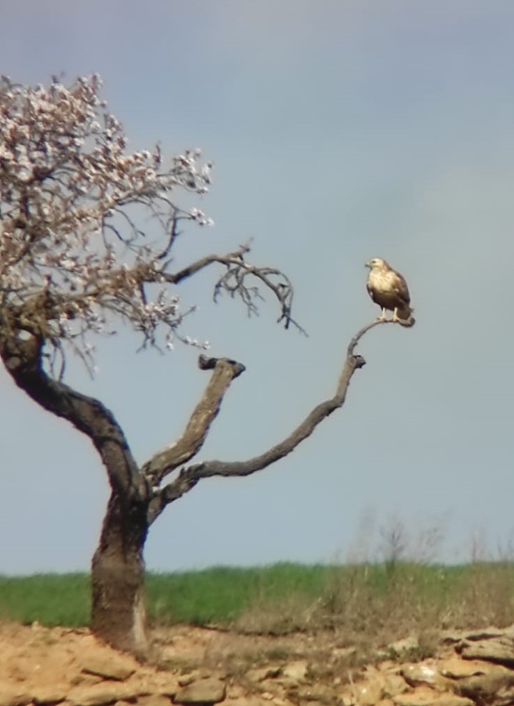 Long-legged Buzzard (Northern) - ML552284431