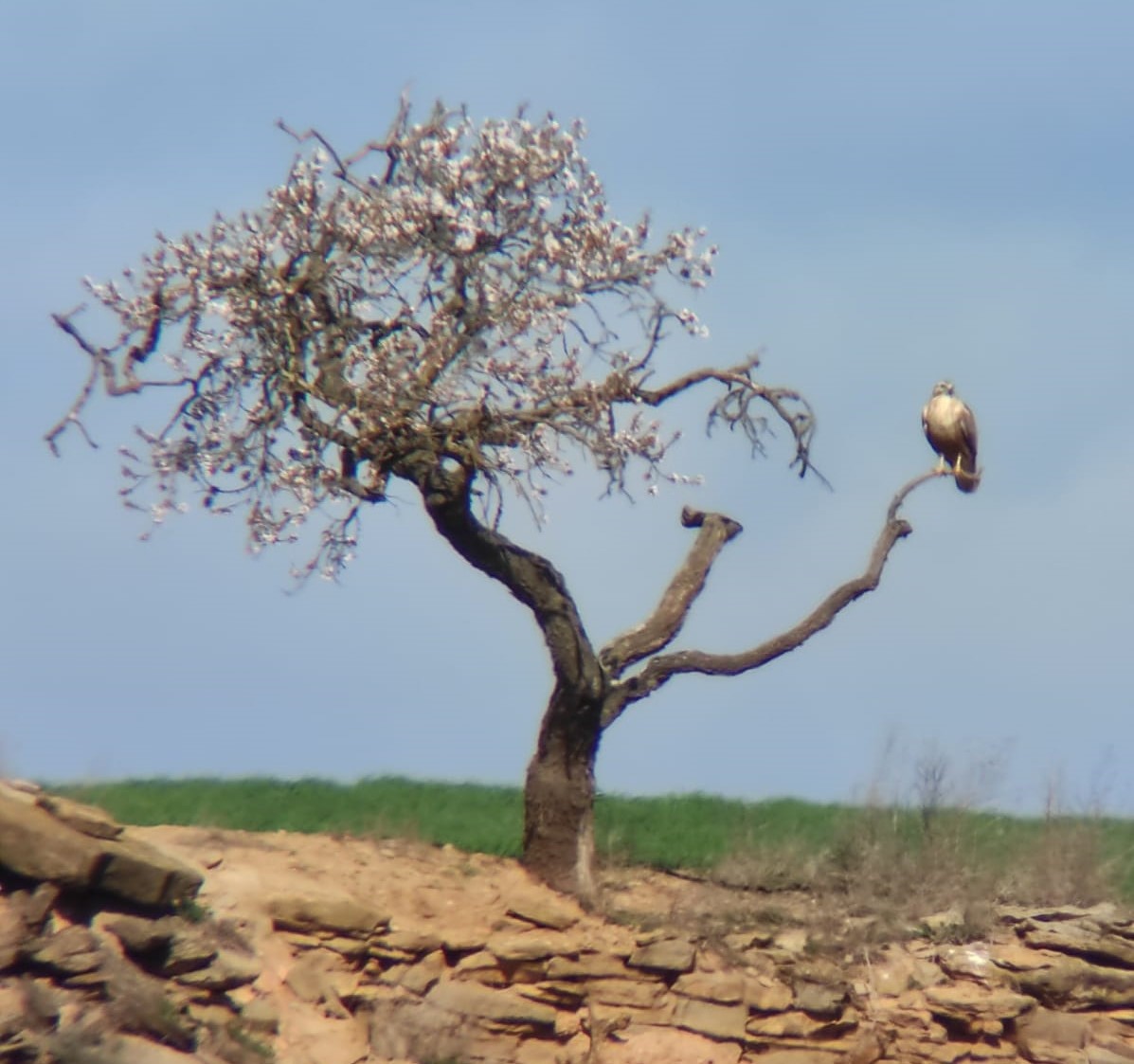 Long-legged Buzzard (Northern) - ML552284471