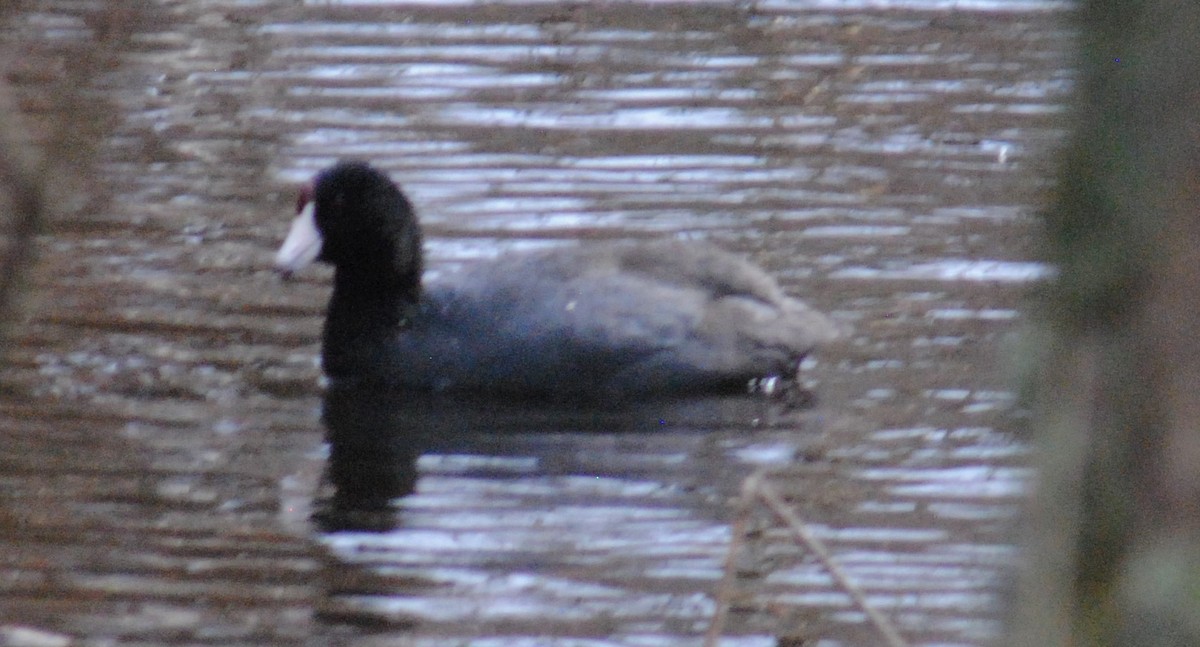 American Coot - ML552284631