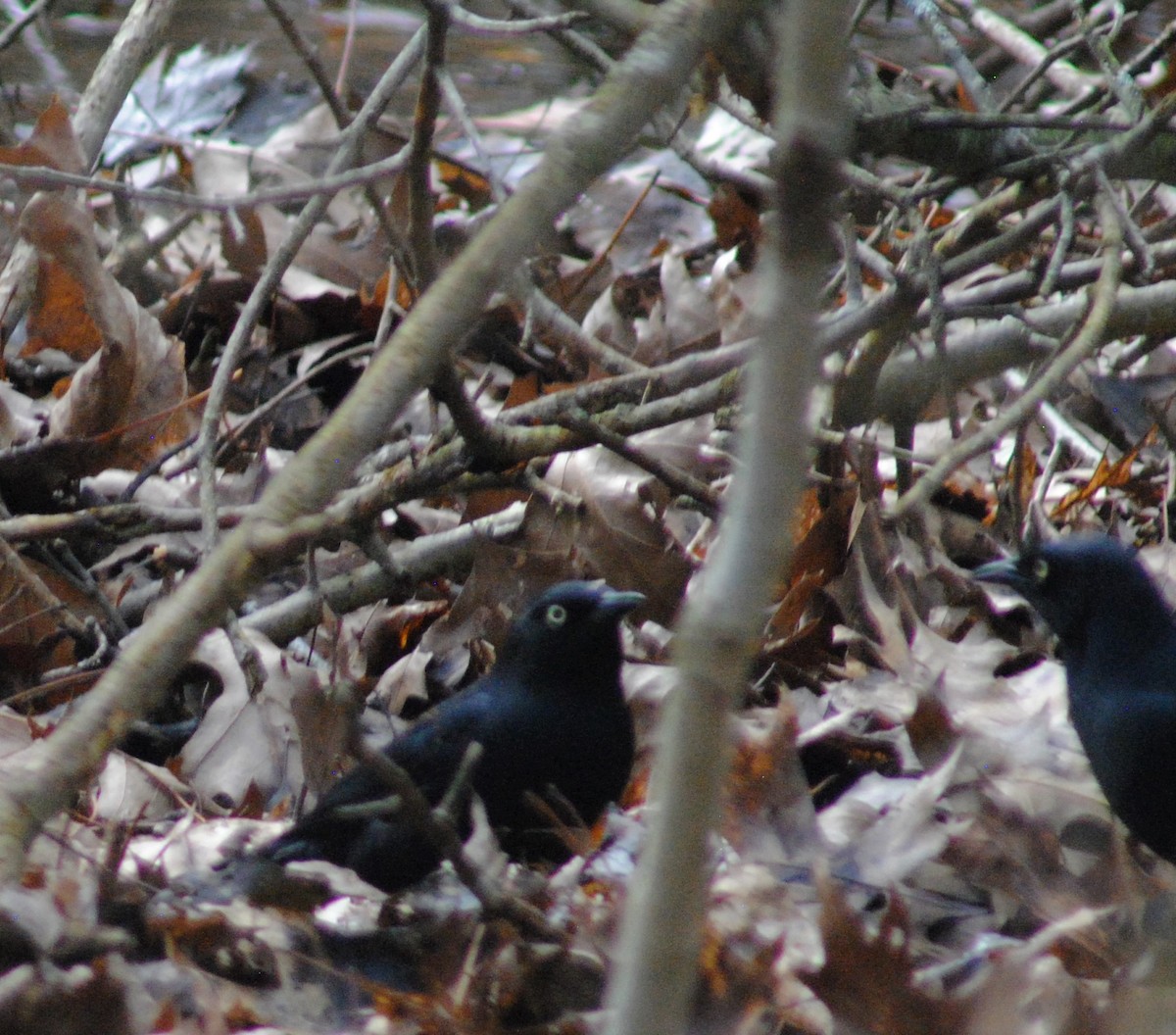 Rusty Blackbird - Brad Goodner