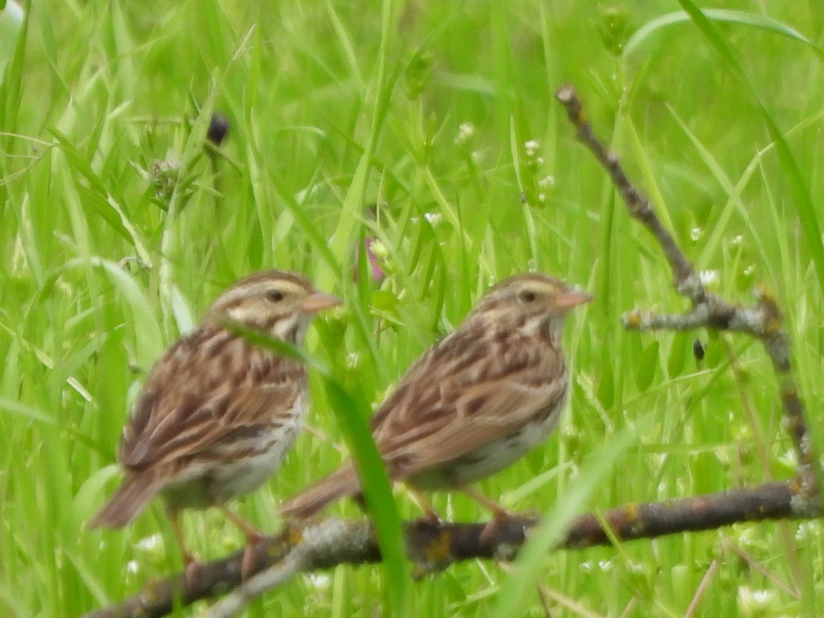 Savannah Sparrow - ML552285671