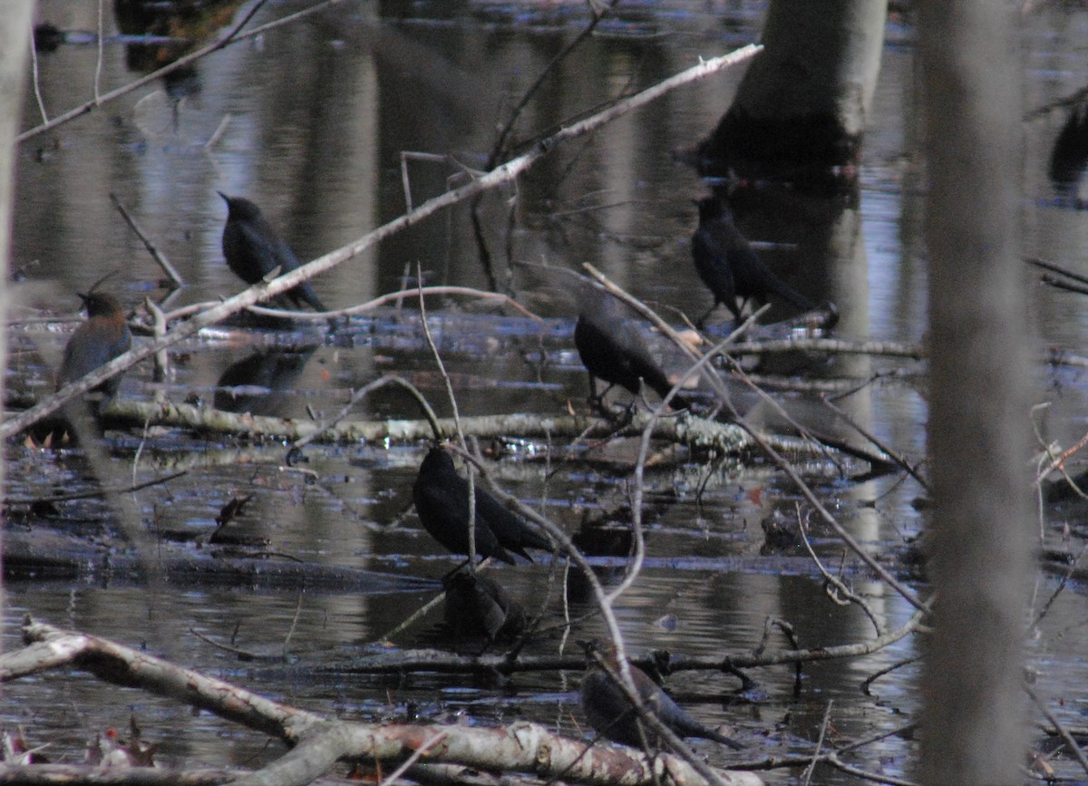 Rusty Blackbird - ML552285721