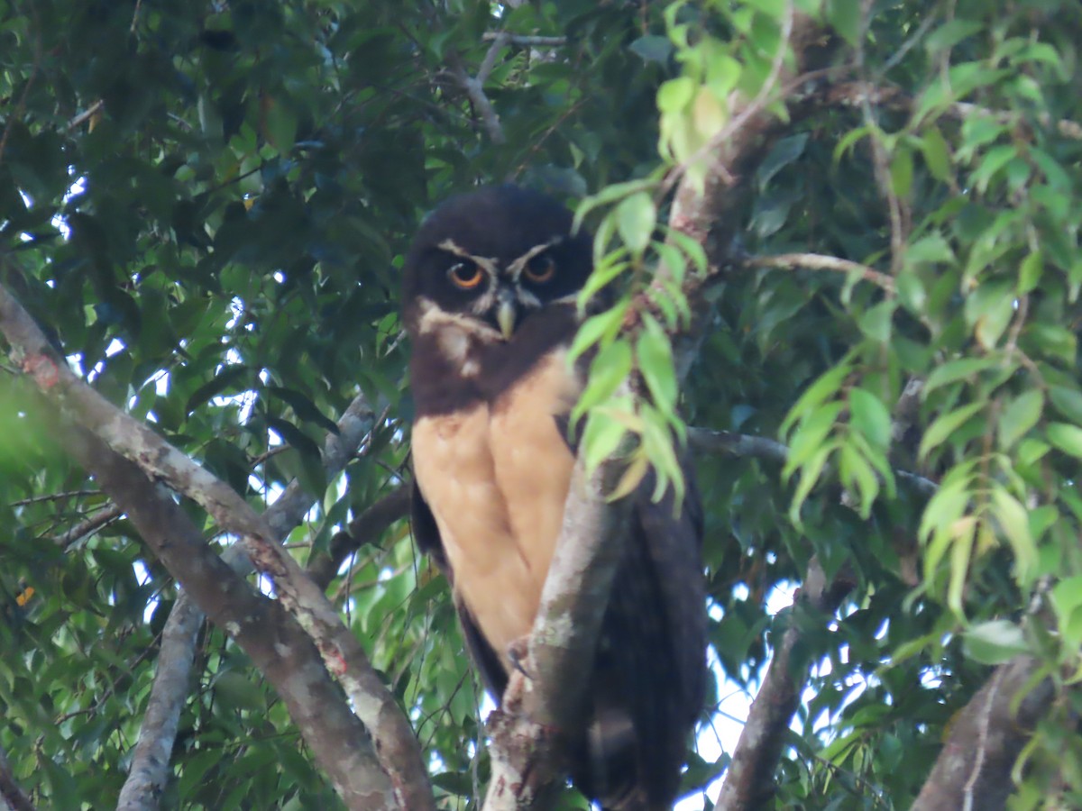Spectacled Owl - ML552286061