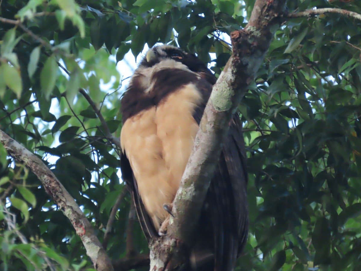 Spectacled Owl - ML552286211