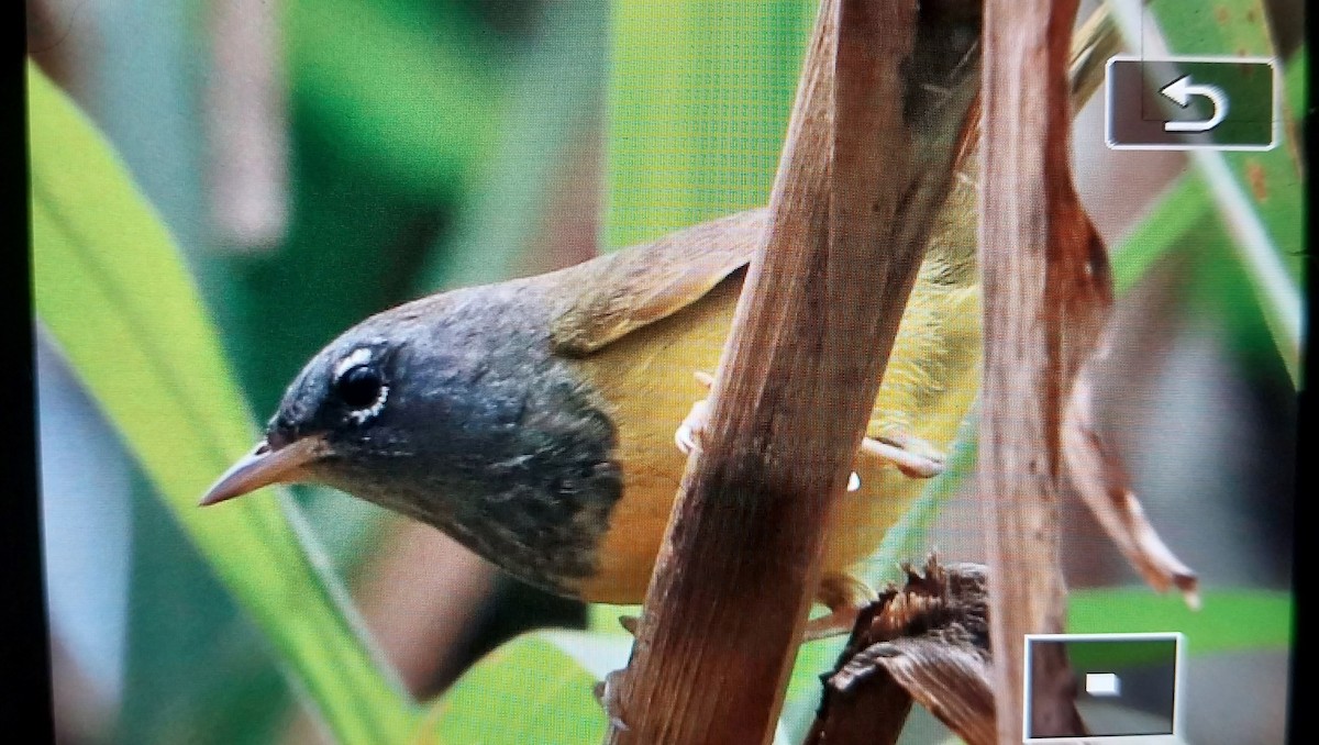 MacGillivray's Warbler - ML552286871