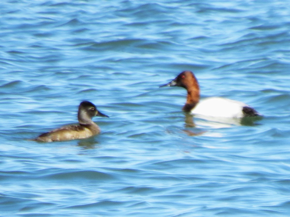 Canvasback - ML552287071